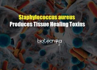 Staphylococcus aureus Bacteria Produces Tissue Healing Toxins