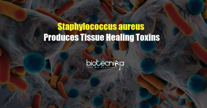 Staphylococcus aureus Bacteria Produces Tissue Healing Toxins