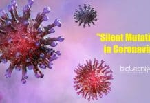 Recognizing The ‘Silent’ Mutations in Coronavirus That Gave It An Evolutionary Edge Recognizing the 'Silent' Mutations in Coronavirus That Gave it an Evolutionary Edge