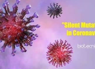Recognizing the 'Silent' Mutations in Coronavirus That Gave it an Evolutionary Edge 