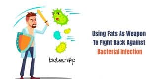Body Fats Fight Back Against Bacterial Infection