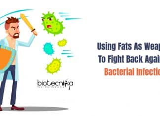 Using Fats As Weapon To Fight Back Against Bacterial Infection Body Fats Fight Back Against Bacterial Infection