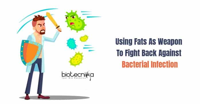 Body Fats Fight Back Against Bacterial Infection