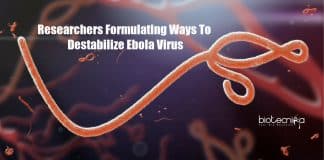 New Ebola Therapeutic Study Targeting the Nucleocapsid of the Virus