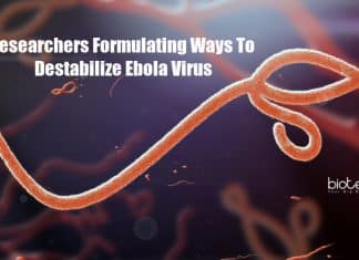 New Ebola Therapeutic Study Targeting the Nucleocapsid of the Virus