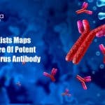 Fred Hutch Scientists Maps the Structure of Potent Coronavirus Antibody