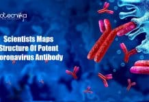 Scientists Maps Structure Of Potent Coronavirus Antibody Fred Hutch Scientists Maps the Structure of Potent Coronavirus Antibody
