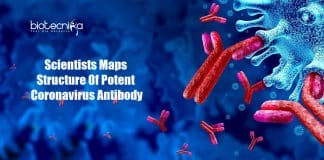 Fred Hutch Scientists Maps the Structure of Potent Coronavirus Antibody