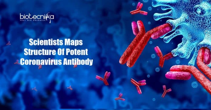 Fred Hutch Scientists Maps the Structure of Potent Coronavirus Antibody