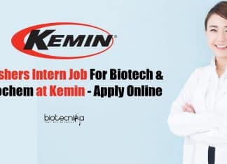 Freshers Intern Job