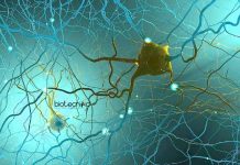 GNDU Biotech & Life Science Senior Research Fellow Job Opening GNDU Biotech