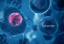 SAU – South Asian University Junior Research Fellow Job – Applications Invited SAU Job Openings