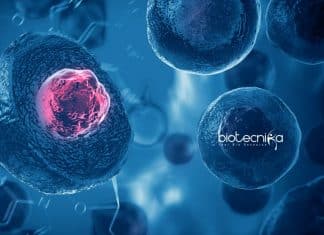 SAU – South Asian University Junior Research Fellow Job – Applications Invited SAU Job Openings