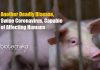 SADS-CoV – Swine Coronavirus Could Spread From Pigs To Humans : New Study Swine Coronavirus Could Infect Humans