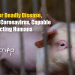 SADS-CoV – Swine Coronavirus Could Spread From Pigs To Humans : New Study Swine Coronavirus Could Infect Humans