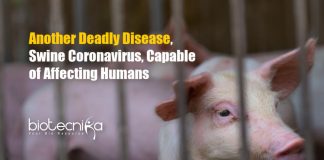 Swine Coronavirus Could Infect Humans