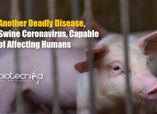 Swine Coronavirus Could Infect Humans