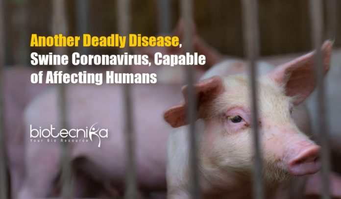 Swine Coronavirus Could Infect Humans