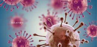 Syngene Immunology/Biotech