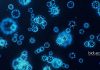 VIT Vellore Freshers Biotech/Microbiology & Life Sciences JRF Job VIT Vellore Freshers Biotech