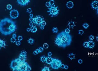 VIT Vellore Freshers Biotech
