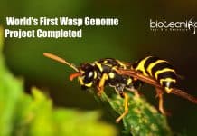 World’s First Wasp Genome Project Completed By New Zealand Researchers World First Wasp Genome Project Completed