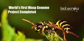 World First Wasp Genome Project Completed