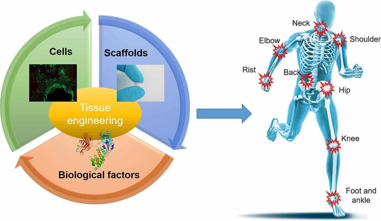 Tissue Engineering - Career Prospects