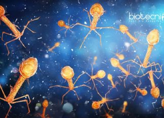 AIIMS Delhi Bacteriophage Project Jobs For Life Science & Microbiology AIIMS Delhi Scientist Jobs