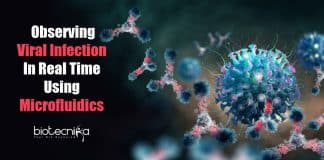 Observing viral infection in real-time