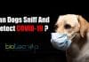 Scientists Say: Canines Can Sniff And Detect COVID-19 Among Humans Can Dogs Sniff and detect COVID
