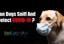 Scientists Say: Canines Can Sniff And Detect COVID-19 Among Humans Can Dogs Sniff and detect COVID