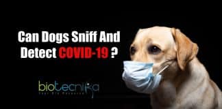 Can Dogs Sniff and detect COVID