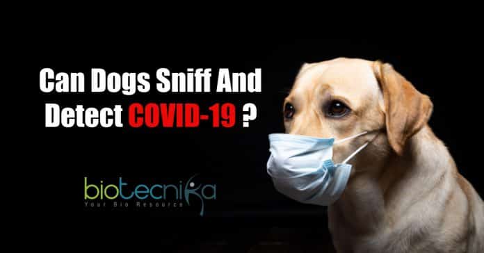 Can Dogs Sniff and detect COVID