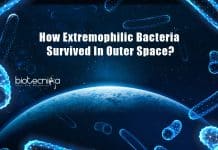 Scientists Uncover How Extremophilic Bacteria Survived In Outer Space Extremophiles Survive Drastic Influence