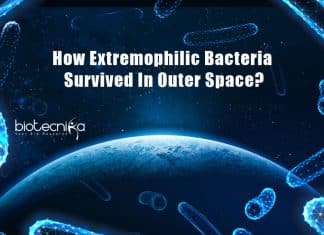Scientists Uncover How Extremophilic Bacteria Survived In Outer Space Extremophiles Survive Drastic Influence