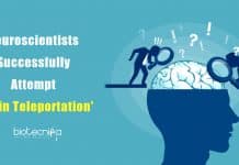 Neuroscientists Successfully Attempt ‘Brain Teleportation’ Neuroscientists research on Brain 'Teleportation'