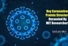 Key Coronavirus Protein Structure Unraveled By MIT Researchers key coronavirus protein