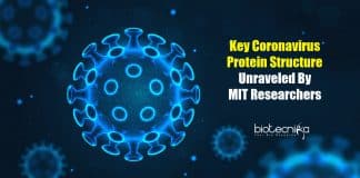 key coronavirus protein