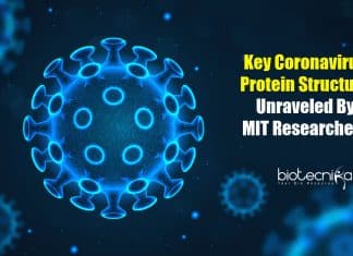 Key Coronavirus Protein Structure Unraveled By MIT Researchers key coronavirus protein