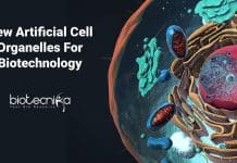 New Artificial Cell Organelles For Biotechnology Created By Goethe University Frankfurt Researchers New Artificial Cell Organelles