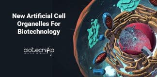 New Artificial Cell Organelles