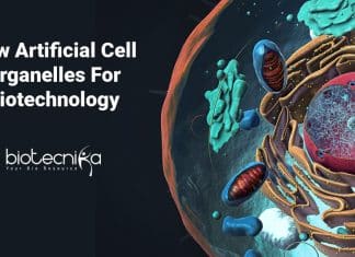 New Artificial Cell Organelles For Biotechnology Created By Goethe University Frankfurt Researchers New Artificial Cell Organelles