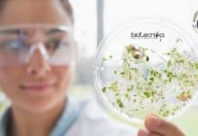 ICAR-IARI Biotech / Biochem Junior Research Fellow Job Opening ICAR-IARI Biotech