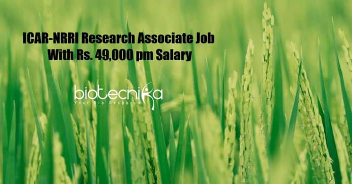ICAR-NRRI Research Associate
