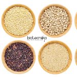 ICAR-Indian Institute of Millets Research Recruitment – SRF & YP Jobs IIMR SRF & YP