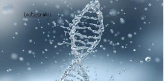 IIT Roorkee Biotech Vacancy
