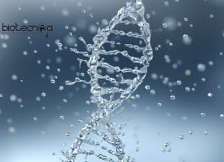 IIT Roorkee Biotech Vacancy