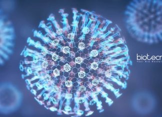 Indraprastha University Biological Sciences Research Fellow Job Opening Indraprastha University Biological Sciences