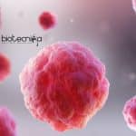 JNU Cell Biology PhD